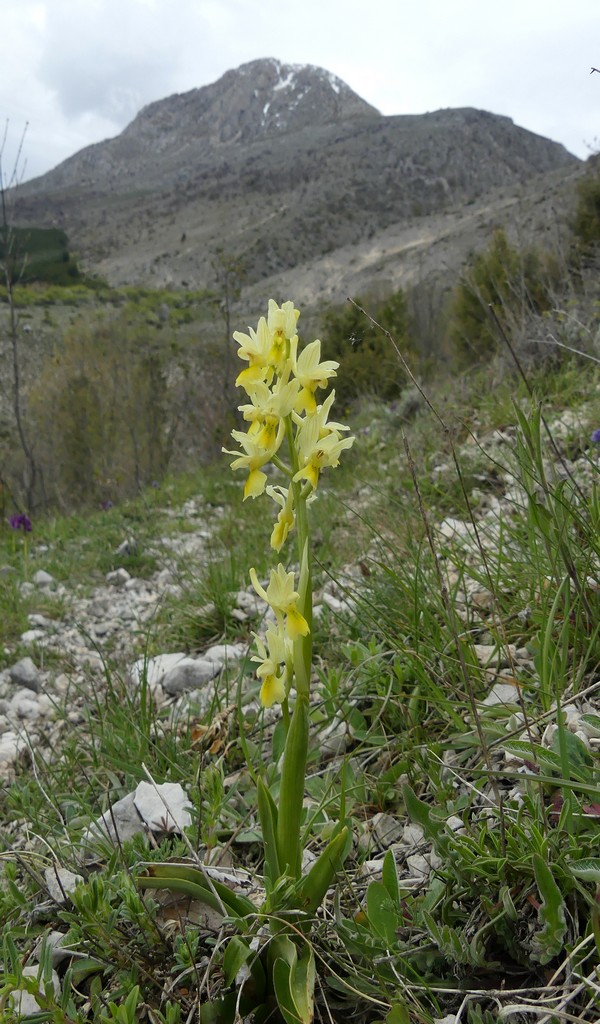 O.pauciflora, O.provincialis, O.quadripunctata, O.xcolemanii, 4 belle Orchis.